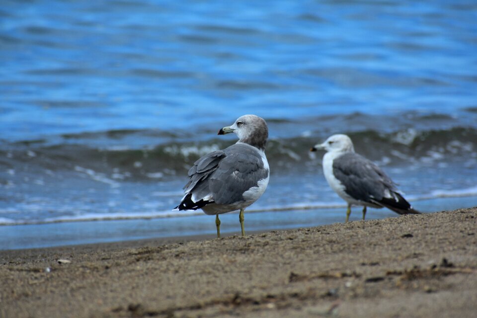 Wave bird wild birds