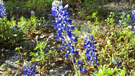 Outdoors texas bluebonnet state flower photo