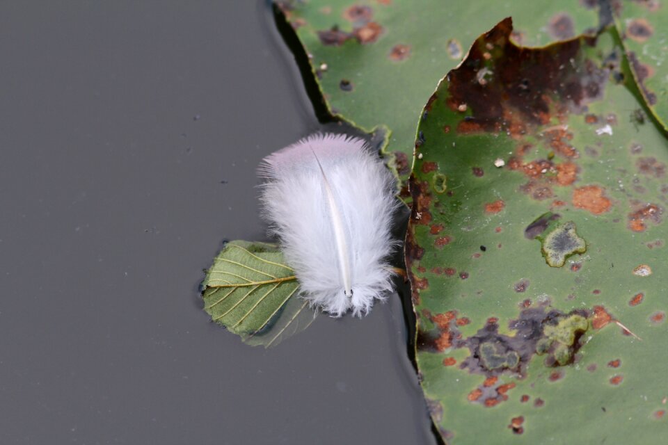 Pond plant plumage waters
