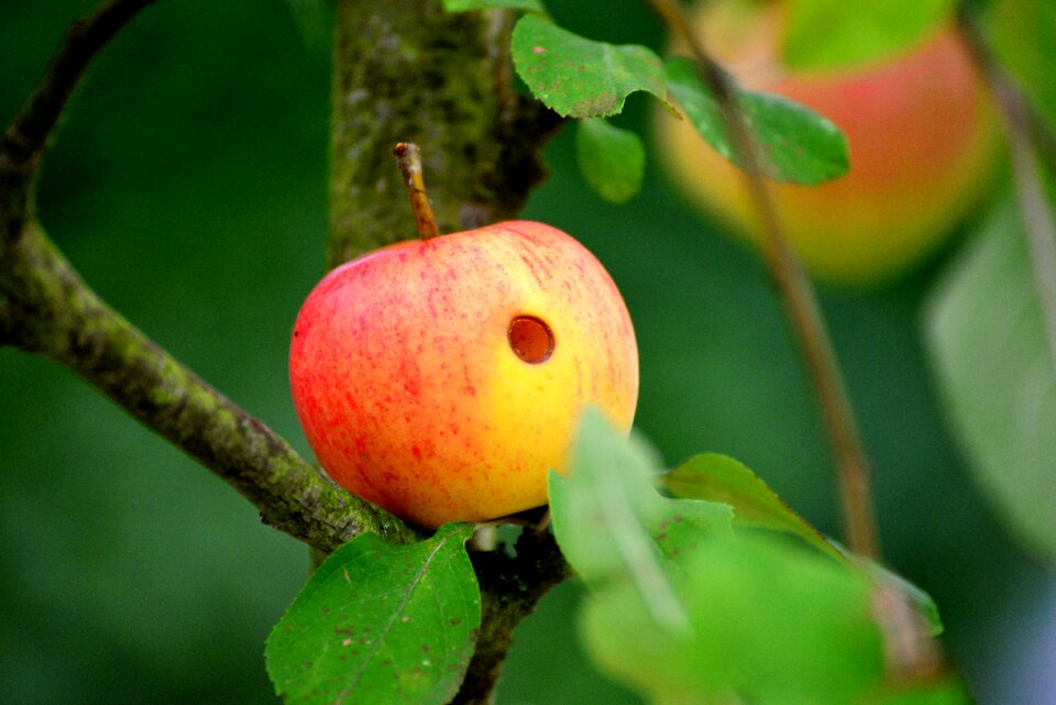 Apple tree fruit garden