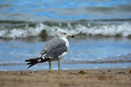 Wave bird wild birds