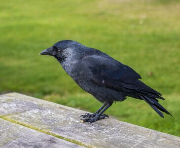 Black animal bird photo