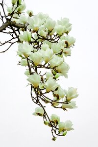 Petal flower tree beautiful photo