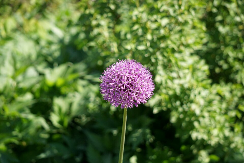 Flower summer garden photo