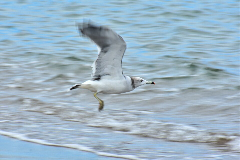 Wave bird wild birds