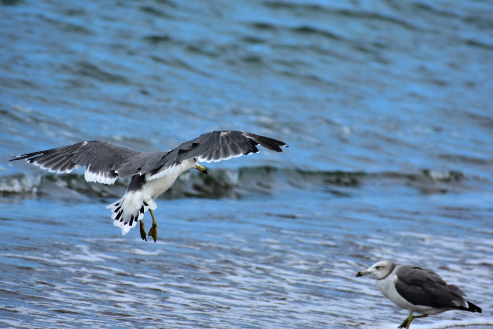 Wave bird wild birds