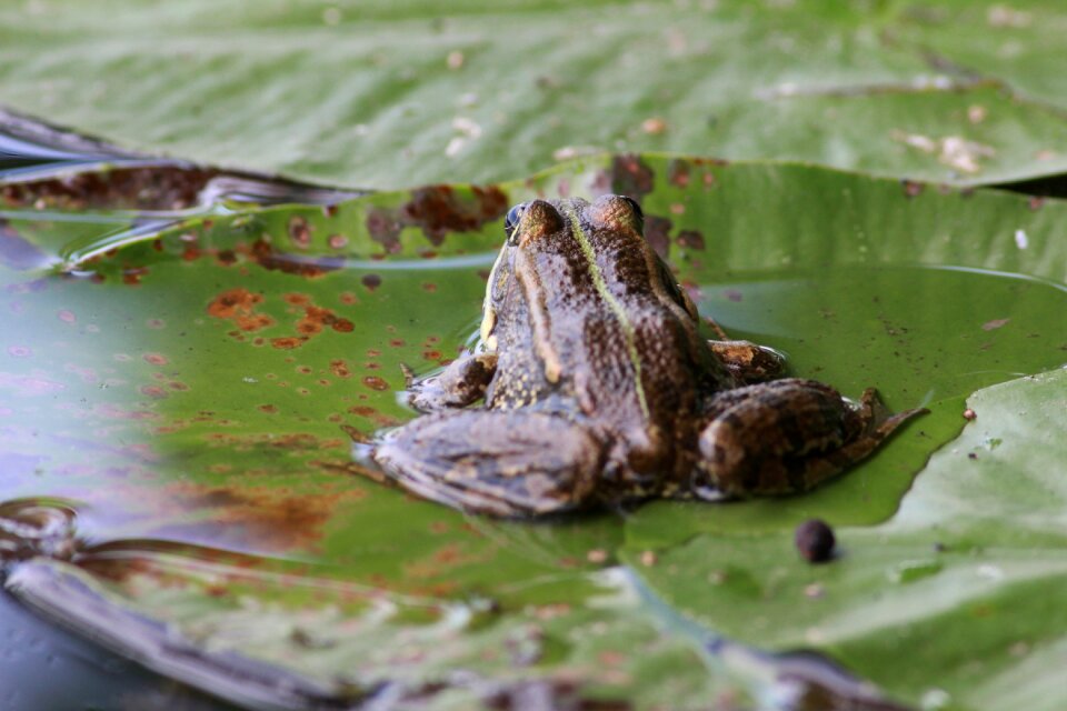 Plant lake amphibian