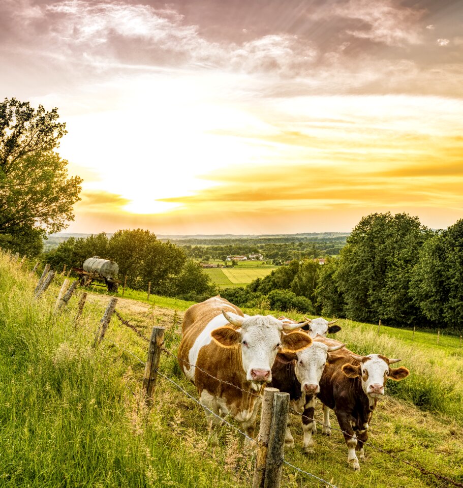 Cattle animal graze