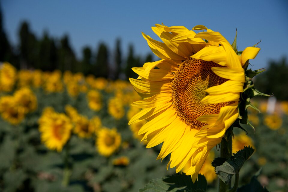 Flower nature summer