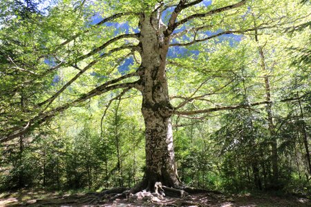 Tree aragon stillness photo