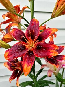 Garden summer macro