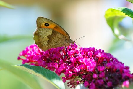 Butterflies animal flight insect