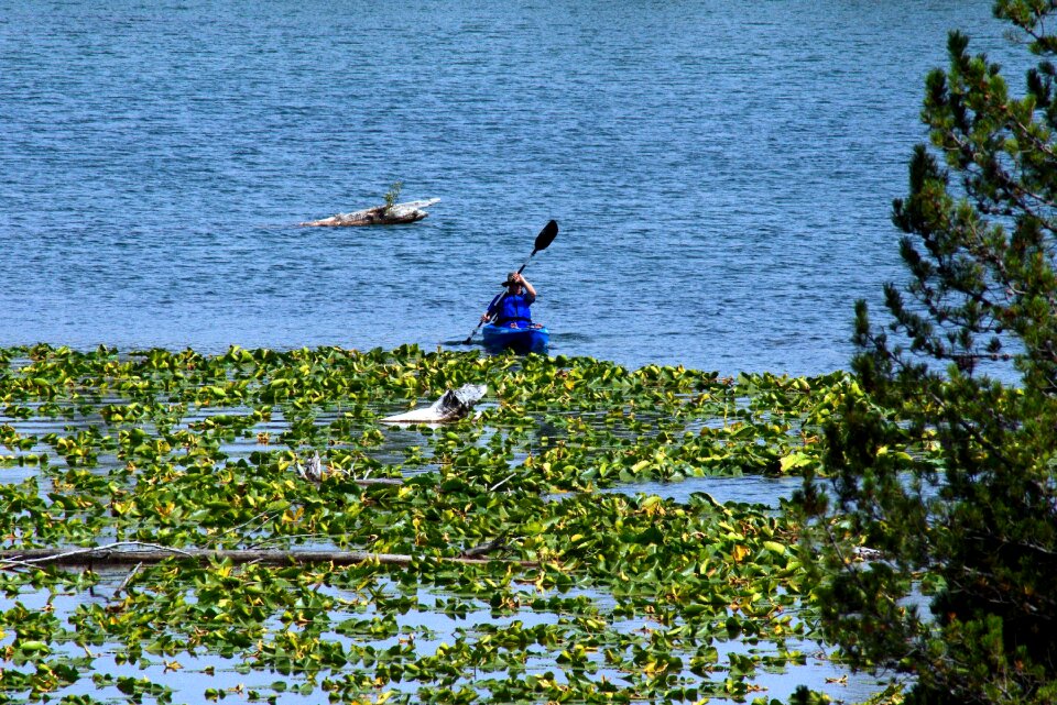 Kayak lily pads string lake