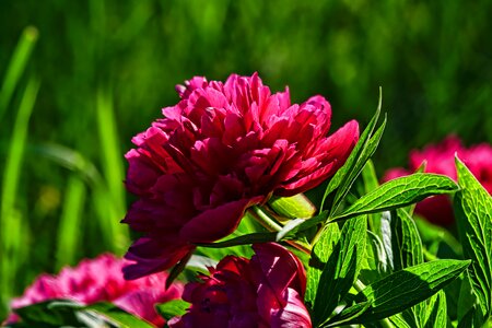 Plant garden spring photo