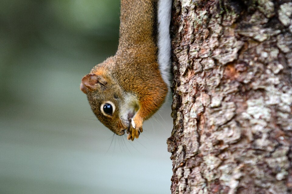 Animals squirrel rodent