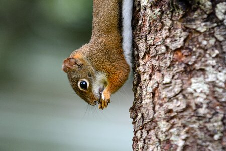 Animals squirrel rodent