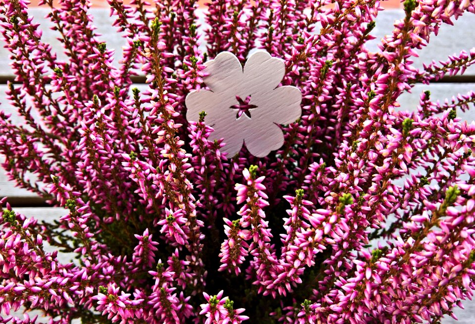 Potted plant ornamental plant autumn