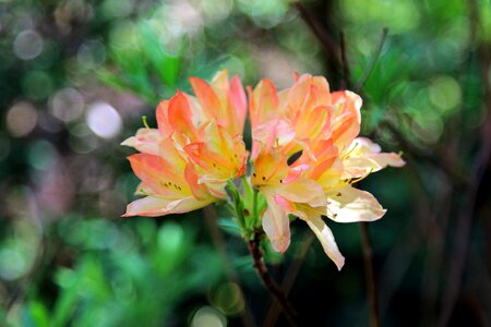 Flower nature blossom photo