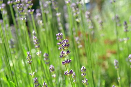 Lavender garden herb