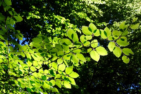 Nature growth tree