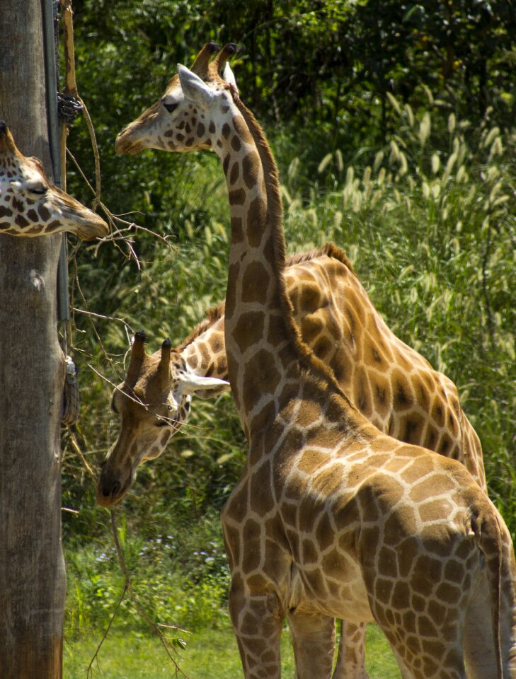 A africa mammal