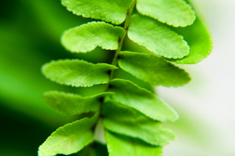 Green leaves green leaf nature