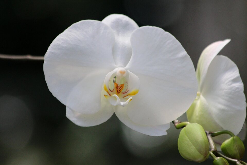 Plant orchid flower