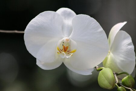 Plant orchid flower