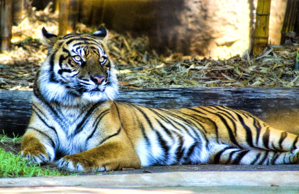 Carnivore feline predator