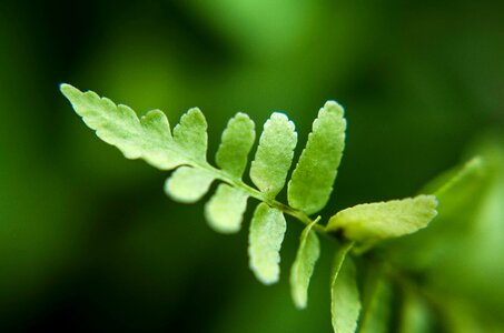Green leaves green leaf nature
