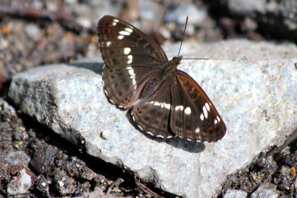 Lepidoptera bespozvonochnoe insect