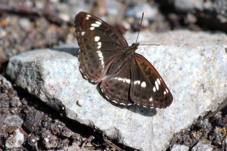Lepidoptera bespozvonochnoe insect