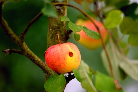 Apple tree fruit garden photo