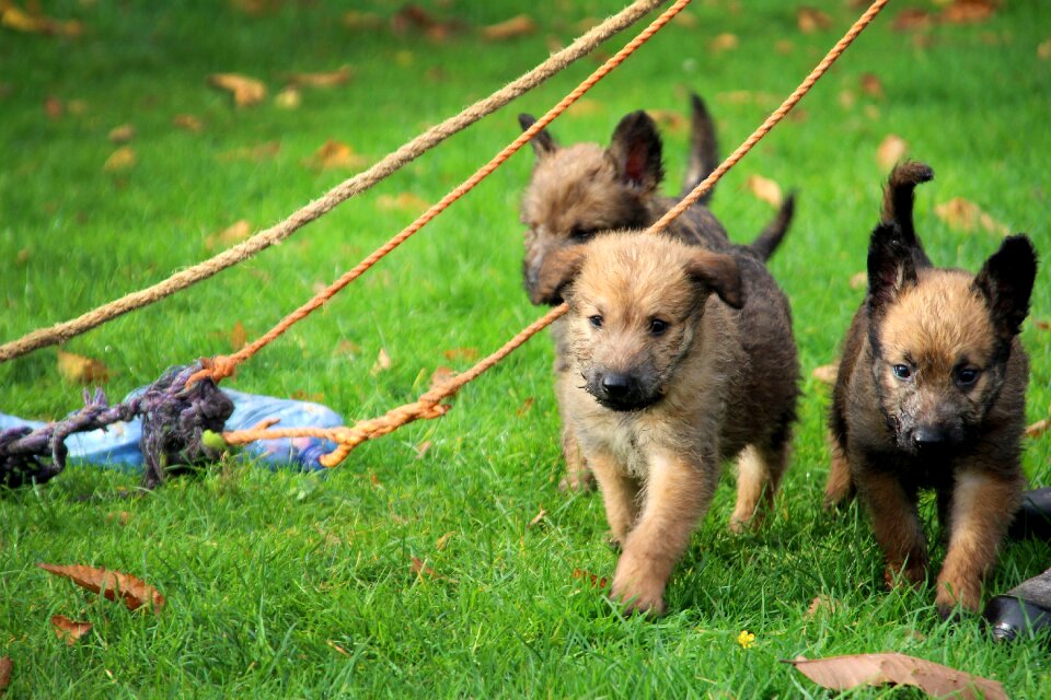 Pet brown shepherd