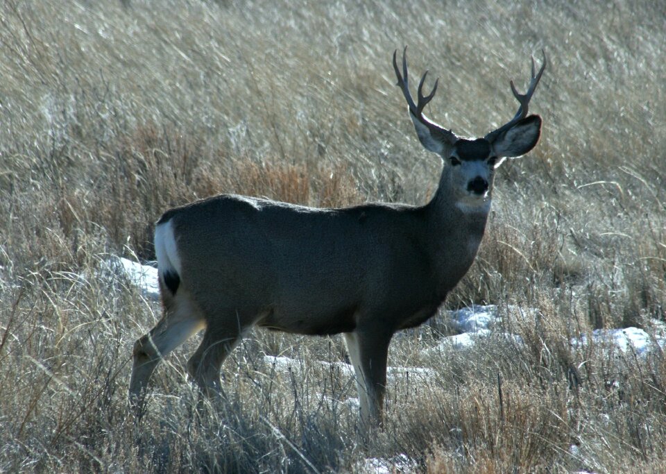Wildlife nature male