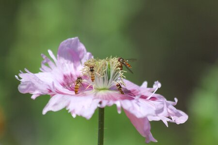Pollination stamens pistils