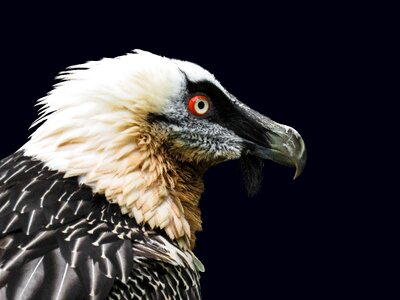 Bearded vulture animal portrait tiergarten nürnberg photo
