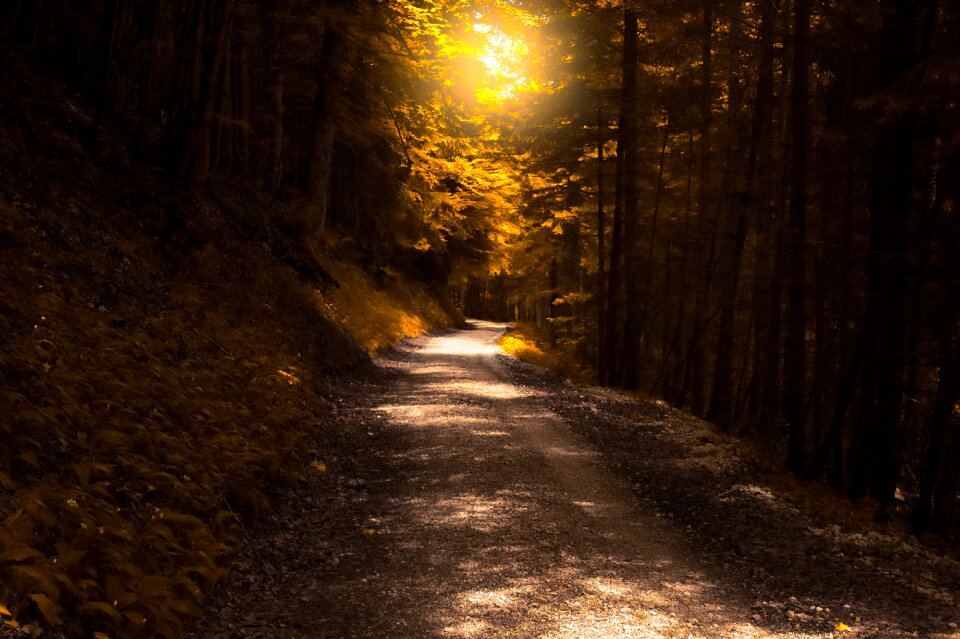 Dark light nature