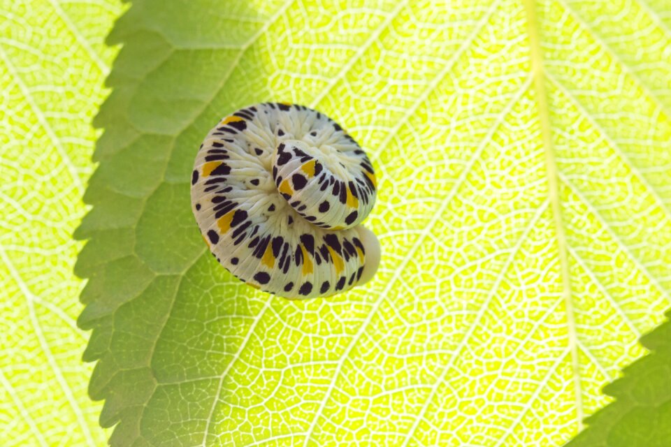 Nature leaf green