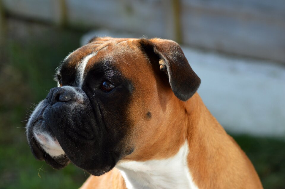 Cute portrait animal