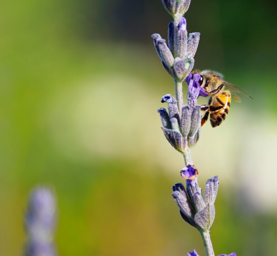 Bee lavender purple photo
