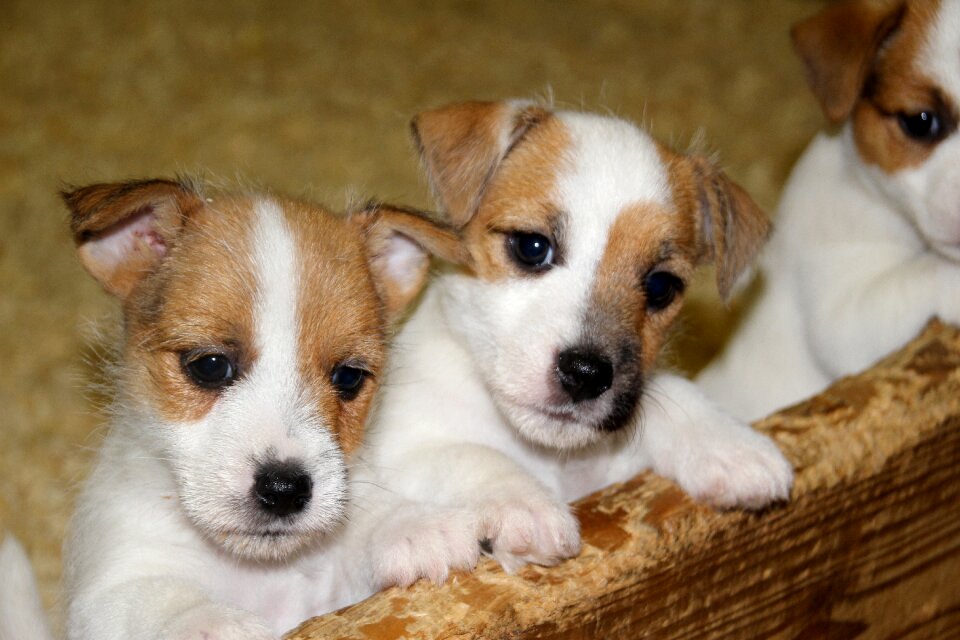 Baby jack russell puppy