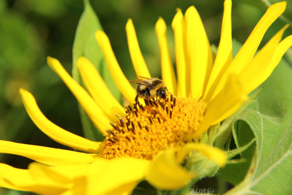 Summer yellow bumblebee