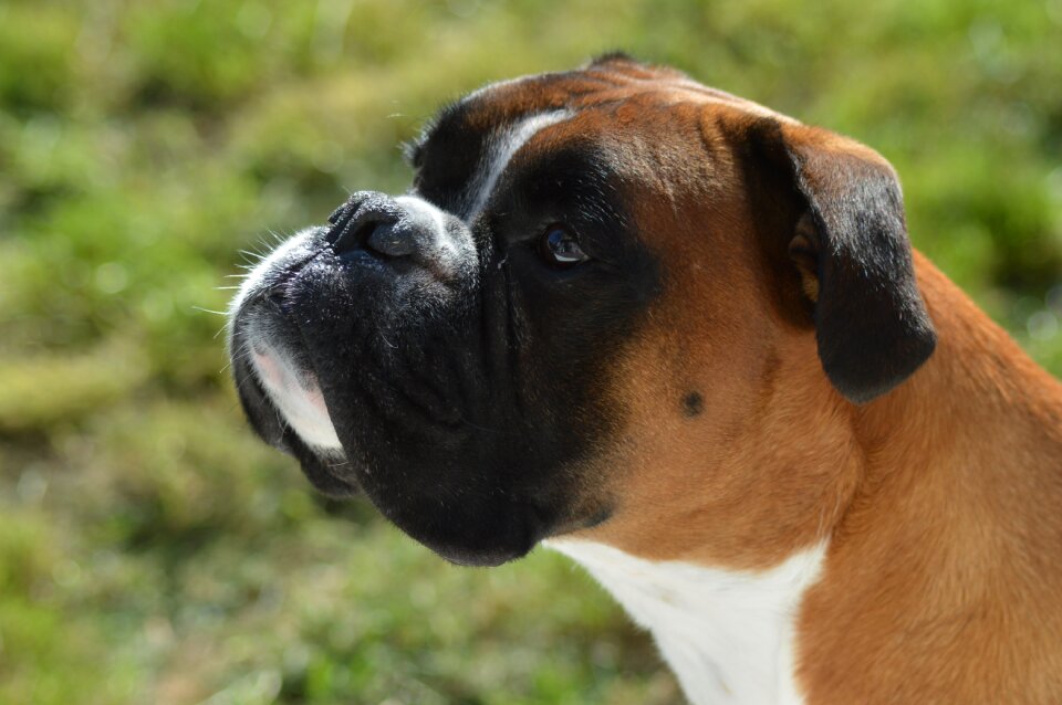 Cute portrait animal