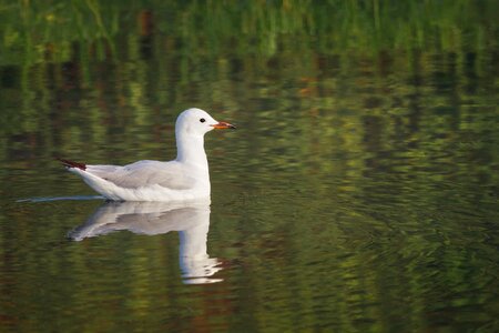 White gull animal photo