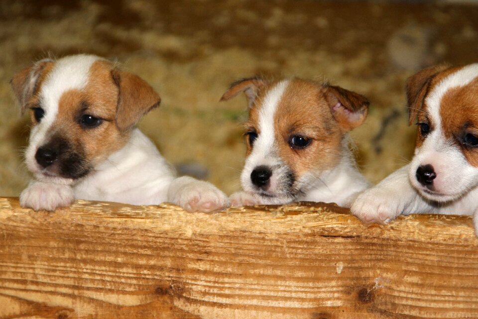 Baby jack russell puppy