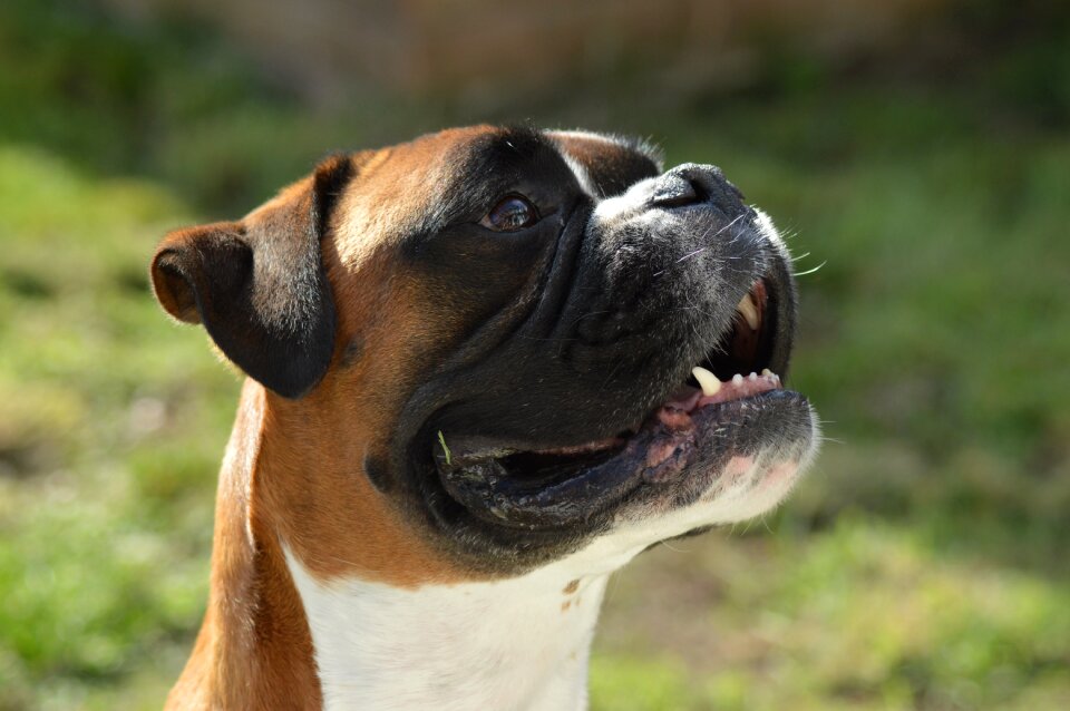 Cute portrait animal