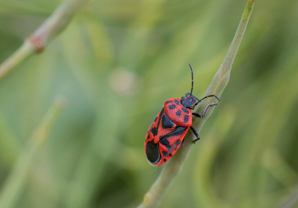 Macro animal close up