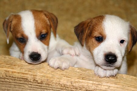Jack russell puppy brown puppy