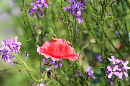 Bloom red green photo